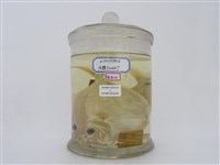 藏品(眼眶魚)的圖片